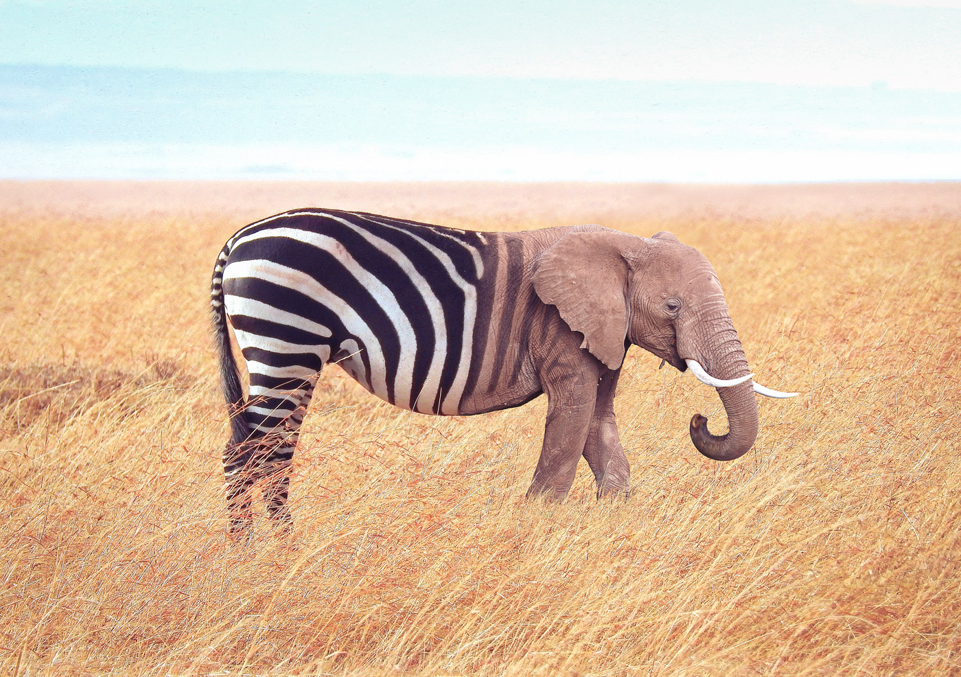 photomontage-animaux-apres Image composite après